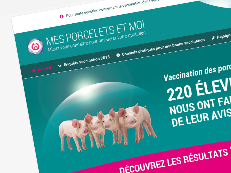 MSD, mes porcelets et moi