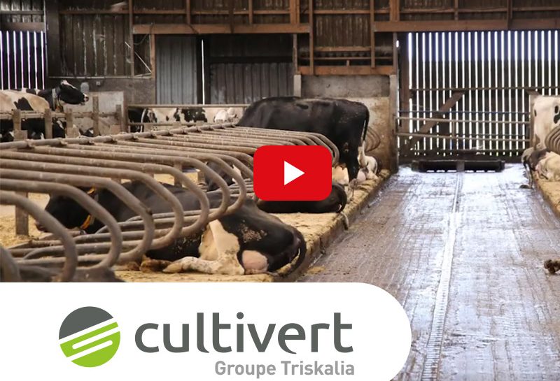 Vidéo Cultivert matelas élevage bovin