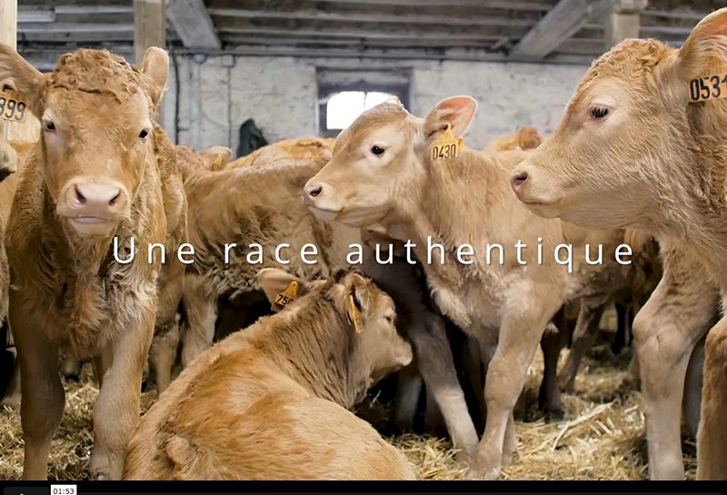 Veau des Terroirs du Limousin, les vidéos