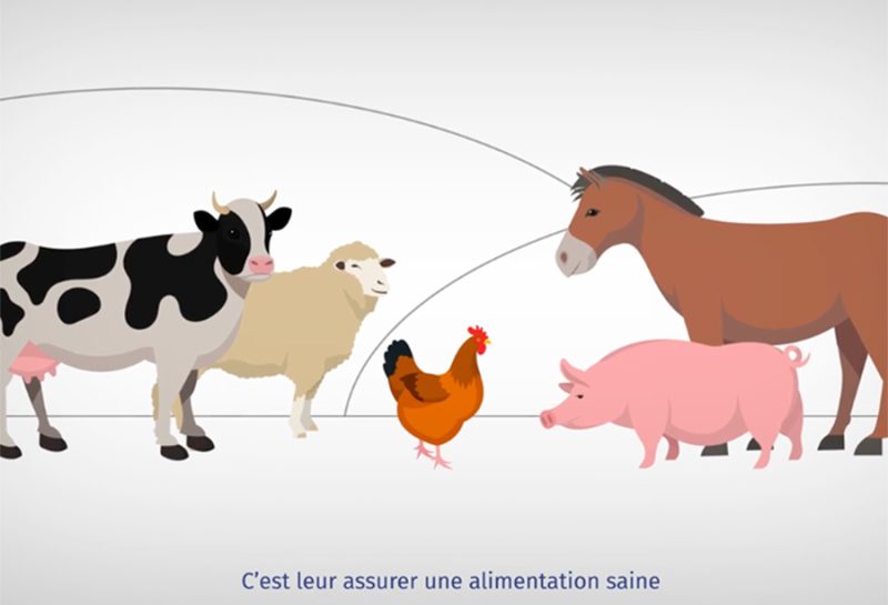 Afca Cial motion design