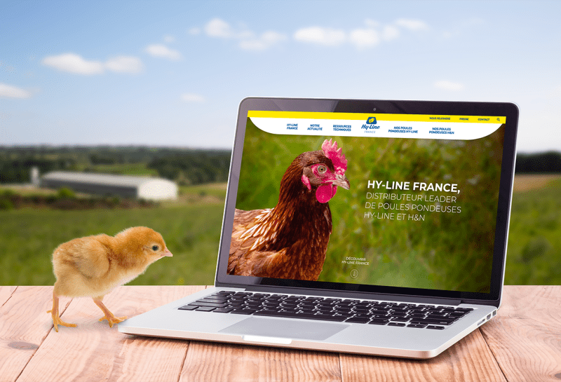 Le site web d'Hy-Line leader de la poule pondeuse