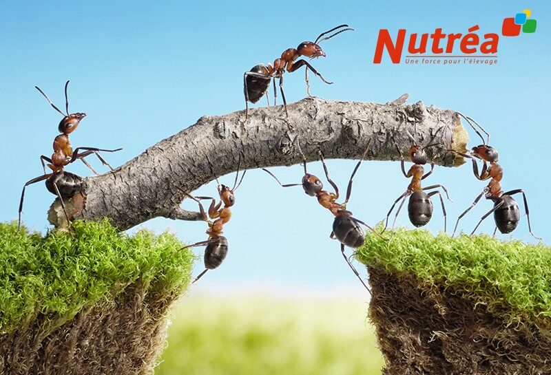 Nutrea annonce presse La force du collectif